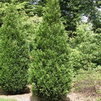 Thuja plicata 'Green Sport' 