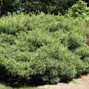 Pinus strobus 'Nana' 