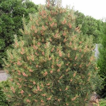 Pinus bungeana 'Dwarf Fairway' 