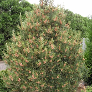 Pinus bungeana 'Dwarf Fairway'