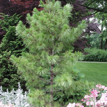 Pinus cembra 'Chalet'