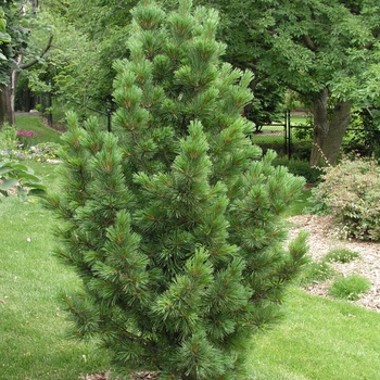 Picea cembra 'Glauca' Swiss Stone Pine from Garden Center Marketing