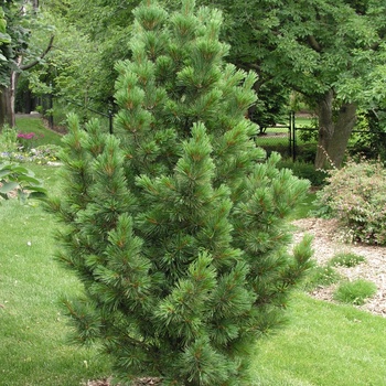 Picea cembra 'Glauca' 