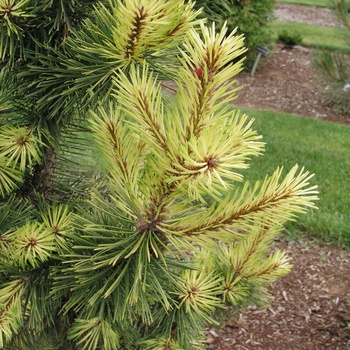 Pinus contorta 'Taylor's Sunburst' 
