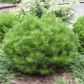 Pinus densiflora 'Little Christopher' 
