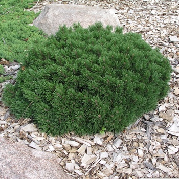 Pinus mugo 'Valley Cushion' Mugo Pine from Garden Center ...