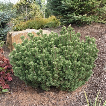 Pinus mugo 'Valley Cushion' 