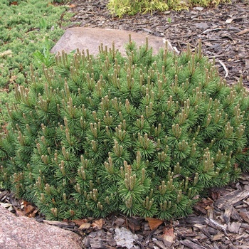 Pinus mugo 'Valley Cushion'