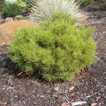 Pinus mugo 'Golden Mound'