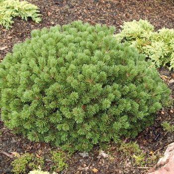 Pinus mugo 'Mops' 