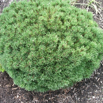 Pinus mugo 'Mitch Mini' 