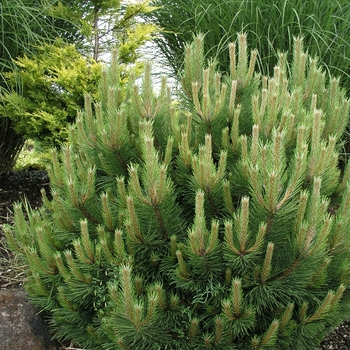 Pinus nigra 'Hornbrookiana'