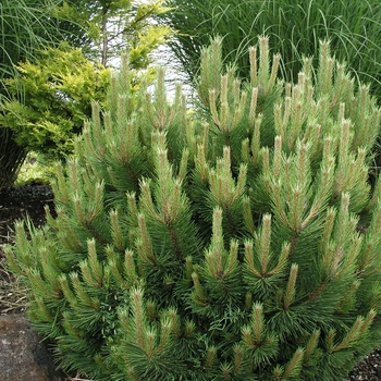 Pinus nigra 'Hornbrookiana' 