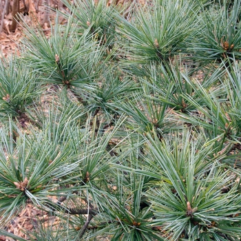 Pinus strobus 'Macopin' 