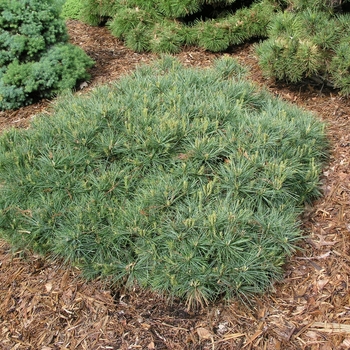 Pinus strobus 'Blue Shag'