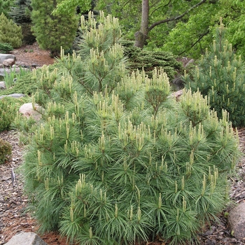 Pinus strobus 'Coney Island' 