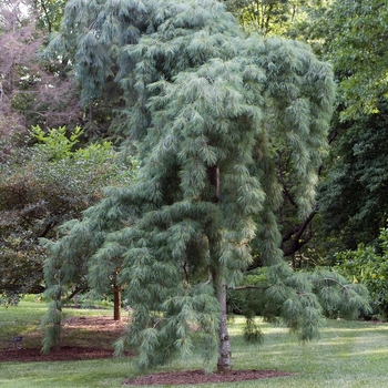 Pinus strobus 'Pendula' 