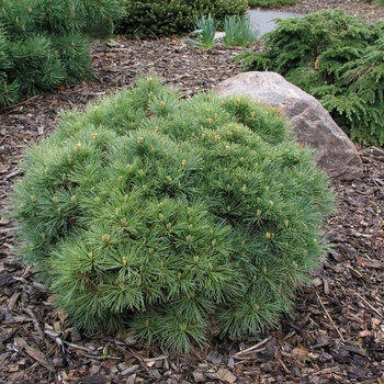 Pinus strobus 'Sea Urchin'