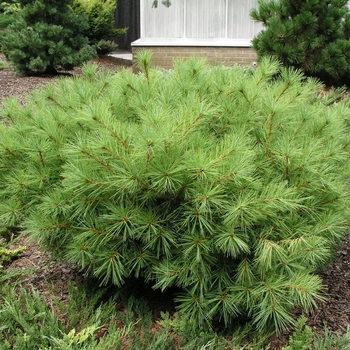 Pinus strobus 'Vanderwolf's Green Globe'