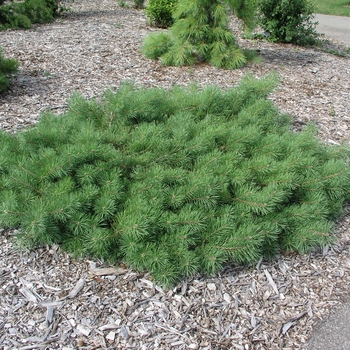 Pinus sylvestris 'Hillside Creeper'