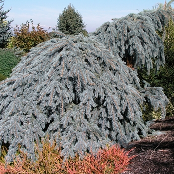 Picea pungens 'The Blues' 
