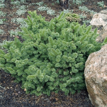 Picea abies 'Lanham's Beehive' 