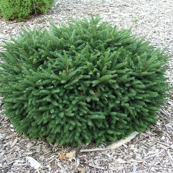 Picea abies 'Pumila' 