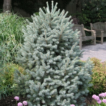 Picea engelmannii 'Compacta' 