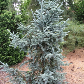 Picea engelmannii 'Vanderwolf's Blue Pyramid' 