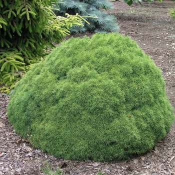 Picea glauca 'Alberta Globe' 