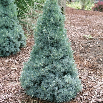 Picea glauca 'Alberta Blue'