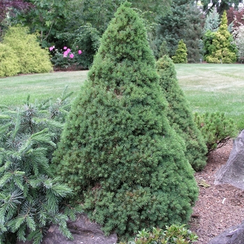 Picea glauca 'Jean's Dilly®'