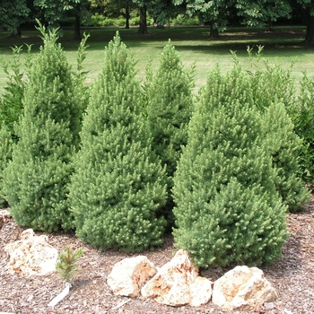 Picea glauca 'Rainbow's End®'