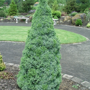 Picea glauca var. albertiana 'Sander's Blue' 