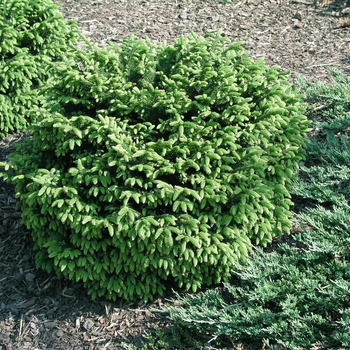 Picea orientalis 'Barnes'