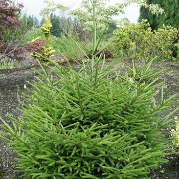 Picea orientalis 'Compacta' 