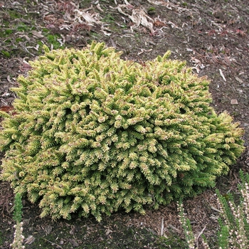 Picea orientalis 'Tom Thumb'