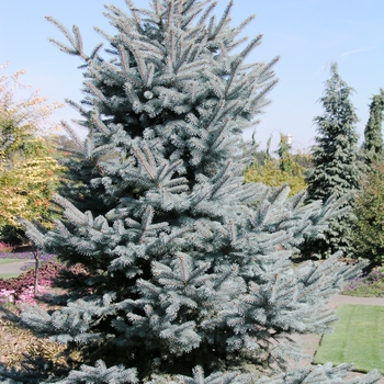 Picea pungens 'Baby Blue Eyes' 