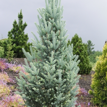 Picea pungens 'Fastigiata' 