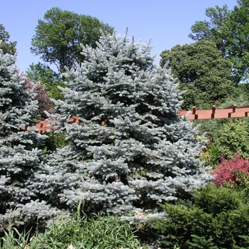 Picea pungens 'Fat Albert' 