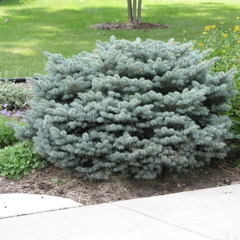 Picea pungens 'Glauca Globosa'