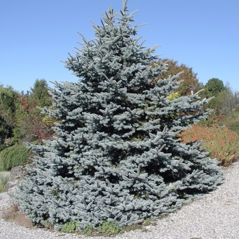 Picea pungens 'Hoopsii' 