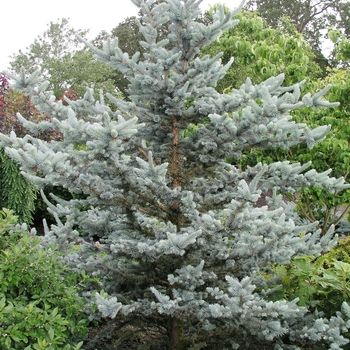 Picea pungens 'Iseli Foxtail' 