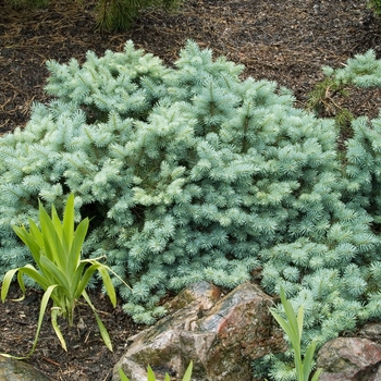 Picea pungens 'St. Mary's Broom' 