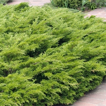Juniperus sabina 'Buffalo' 