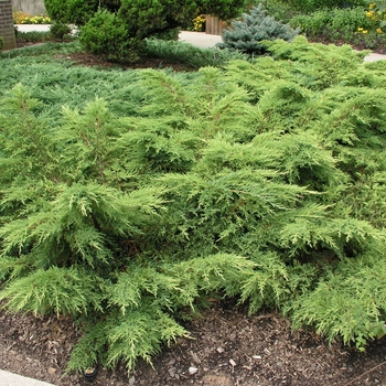 Juniperus chinensis 'Daub's Frosted'