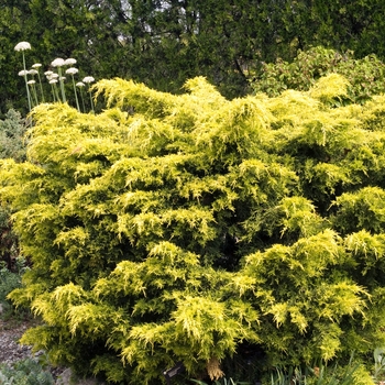 Juniperus chinensis 'Saybrook Gold'