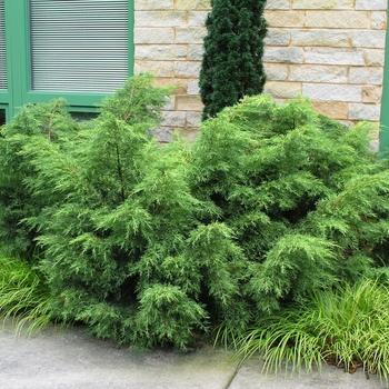 Juniperus chinensis 'Gold Lace'