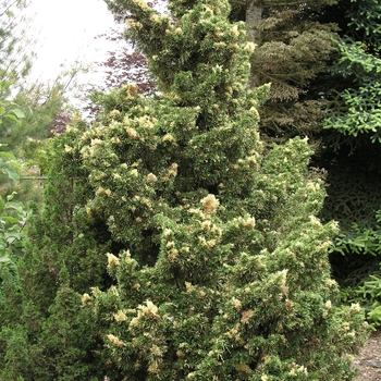 Juniperus chinensis 'Kaizuka Variegata'