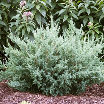 Juniperus chinensis 'Maney'